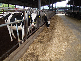 market-cows-2